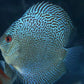 LEOPARD SNAKESKIN DISCUS