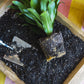 Indoor Plant Potting Soil