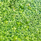 Duckweed Starter Bag Live Great for fish Aquariums