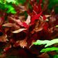 Alternanthera Rosanervig (6 stems)