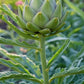 Artichoke Grow Kit | Grow Fresh Artichoke from Seed | Seeds In A Cup®