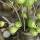 Artificial Fig Fruit Stem 30" Tall Silk Branch