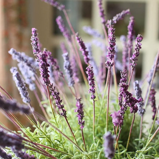 Faux Artificial Lavender Provence Lavender Stem 21" Tall Silk