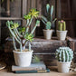 Artificial Faux Cactus Plant Bonsai Potted