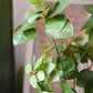 Artificial Plant Faux Bauhinia Leaf 34" Tall