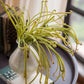 Artificial Plant Green Sarracenia Stem 12" Tall