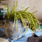 Artificial Plant Green Sarracenia Stem 12" Tall