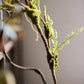 Artificial Plant Moss Rattan Stem 35" Tall