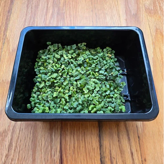 Arugula Microgreens Seeds