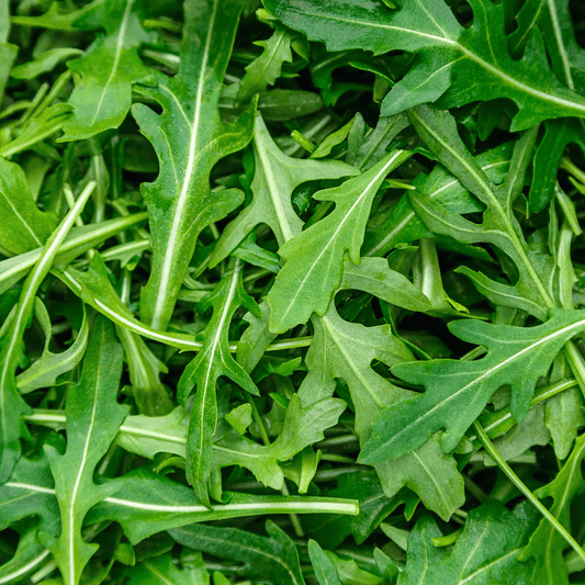 Arugula Seeds