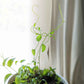 Asparagus Asparagoides Smilax 'Bridal Creeper' Seeds