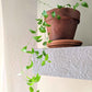 Asparagus Asparagoides Smilax 'Bridal Creeper' Seeds