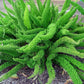 Asparagus Densiflorus Sprengeri - 20 Seeds - Foxtail Fern Seeds