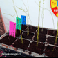 "Asparagus Fern" Houseplant Seed Collection