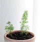 Asparagus Meyeri 'Foxtail Fern' Seeds