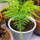 Asparagus Plumosus Nana 'Lace Fern'