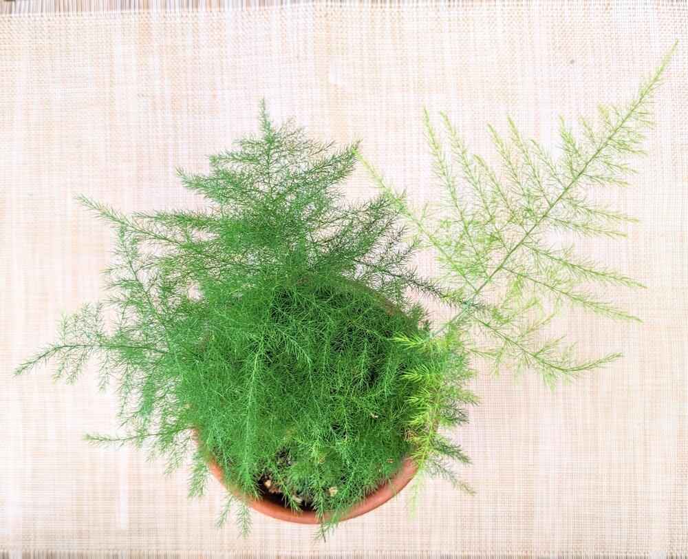 Asparagus Plumosus Nana 'Lace Fern'