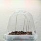 Asparagus Sprengeri 'Basket Asparagus' Seeds