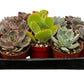 Bulk 4 inch Succulent Plants