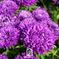 Milady Blue Aster – 50 Seeds