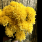 Yellow Paeony Duchess Aster – 50 Seeds