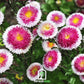 Hi-No-Maru Pompon Aster – 50 Seeds