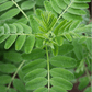 Astragalus (Huang Qi) – 25 Seeds