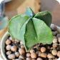 Astrophytum Mix "Star Cactus" Seeds