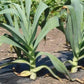 Autumn Giant Leek Onion - 300 Seeds
