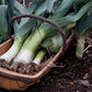 Autumn Giant Leek Onion - 300 Seeds