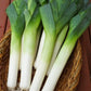 Autumn Giant Leek Onion - 300 Seeds