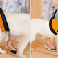 Old Disabled Golden Retriever Dog Pet Auxiliary Strap
