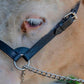 Derby Originals Premium Fancy Stitch Flat Leather Cattle Show Halter – Adjustable Fit with 48" Lead and 14" Chain, Small/Medium/Large – 1-Year Warranty