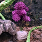 Reptile Plants Artificial