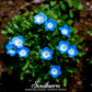 Baby Blue Eyes – 200 Seeds
