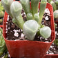 Baby Toes Succulent