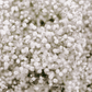 Perennial Baby’s Breath – 100 Seeds