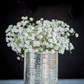 Perennial Baby’s Breath – 100 Seeds