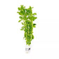 Bacopa Monnieri/Monneywort (6+ stems)