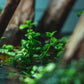 Bacopa Monnieri/Monneywort (6+ stems)