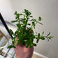 Bacopa Monnieri/Monneywort (6+ stems)