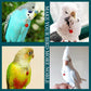 Parrot Bells Parrot Collar Necklace Parrot Decoration Parrot Scarf Clothes Budgerigar Peony Parrot Cockatiel Golden Sun Parrot