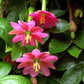 Banana Passion Fruit - 30 Seeds - Passion flower Maracuja, Banana Poka