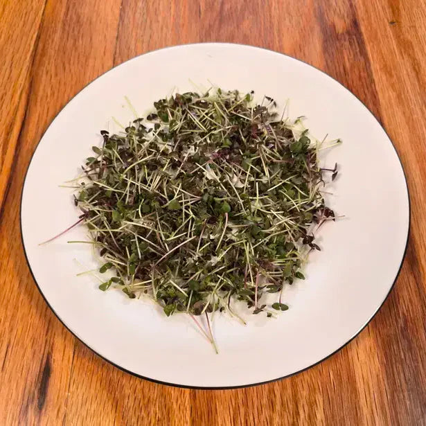 Basil Bicolor Microgreens Seeds