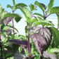 Red Holy Basil – 250 Seeds