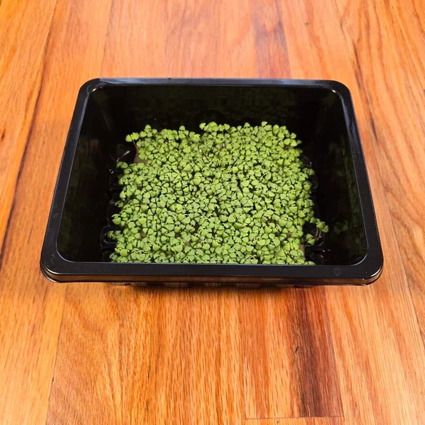 Basil Lemon Microgreens Seeds
