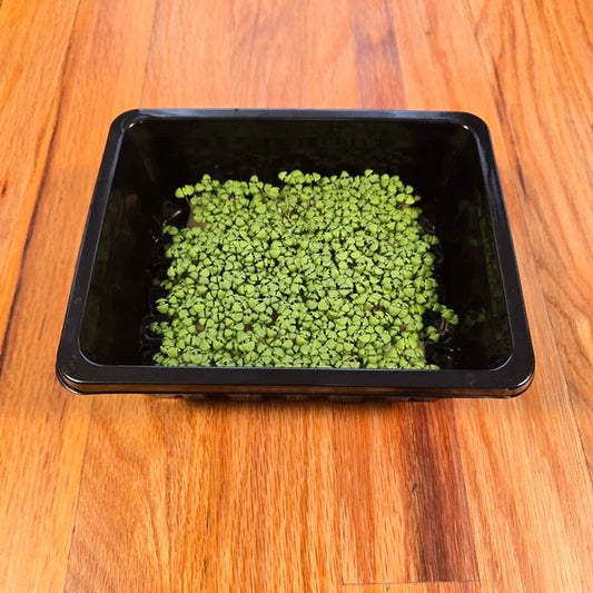 Basil Lemon Microgreens Seeds