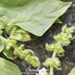 Lime Basil – 250 Seeds