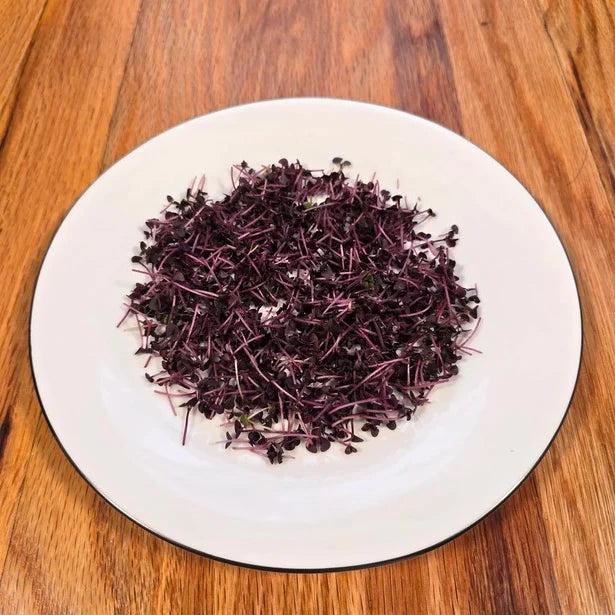 Basil Red Rubin Microgreens Seeds