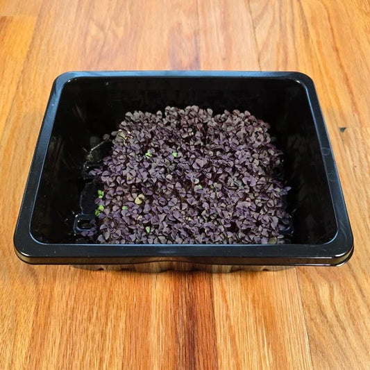 Basil Red Rubin Microgreens Seeds
